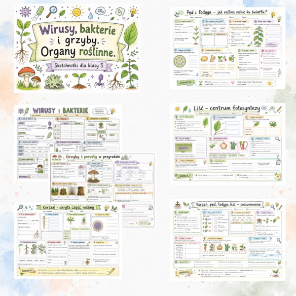 Sketchnotki Biologia klasa 5 – Wirusy, bakterie i grzyby. Organy roślinne