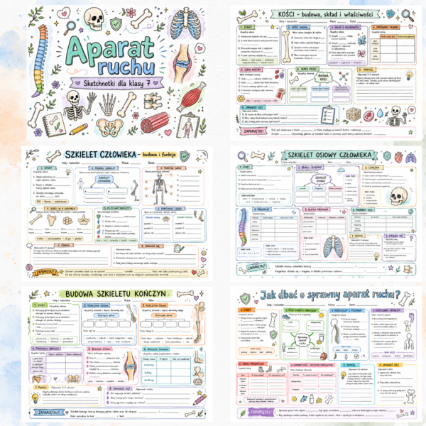 Sketchnotki Biologia klasa 7 – Aparat ruchu