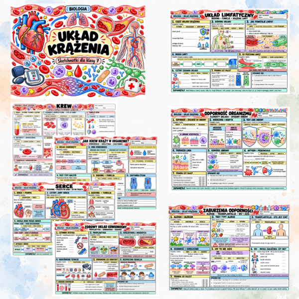 Sketchnotki Biologia klasa 7 – Układ krążenia